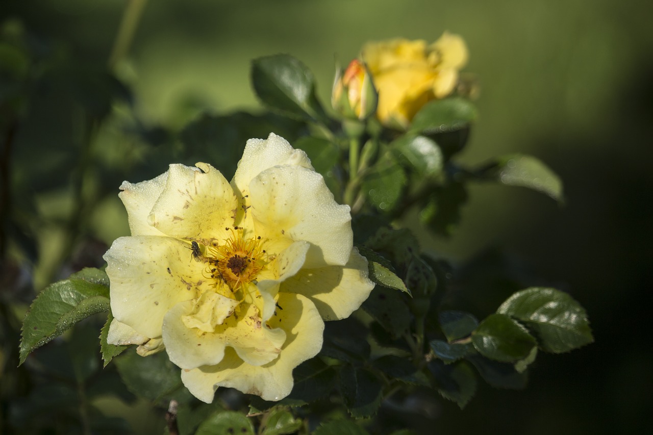 Image - rose summer yellow july roses