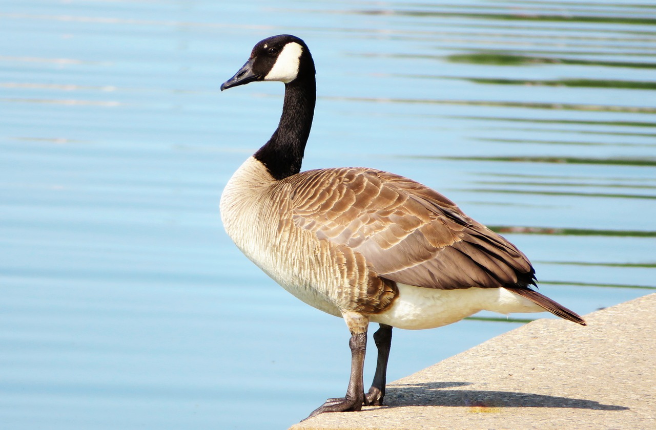 Image - canada goose waterfowl animal bird