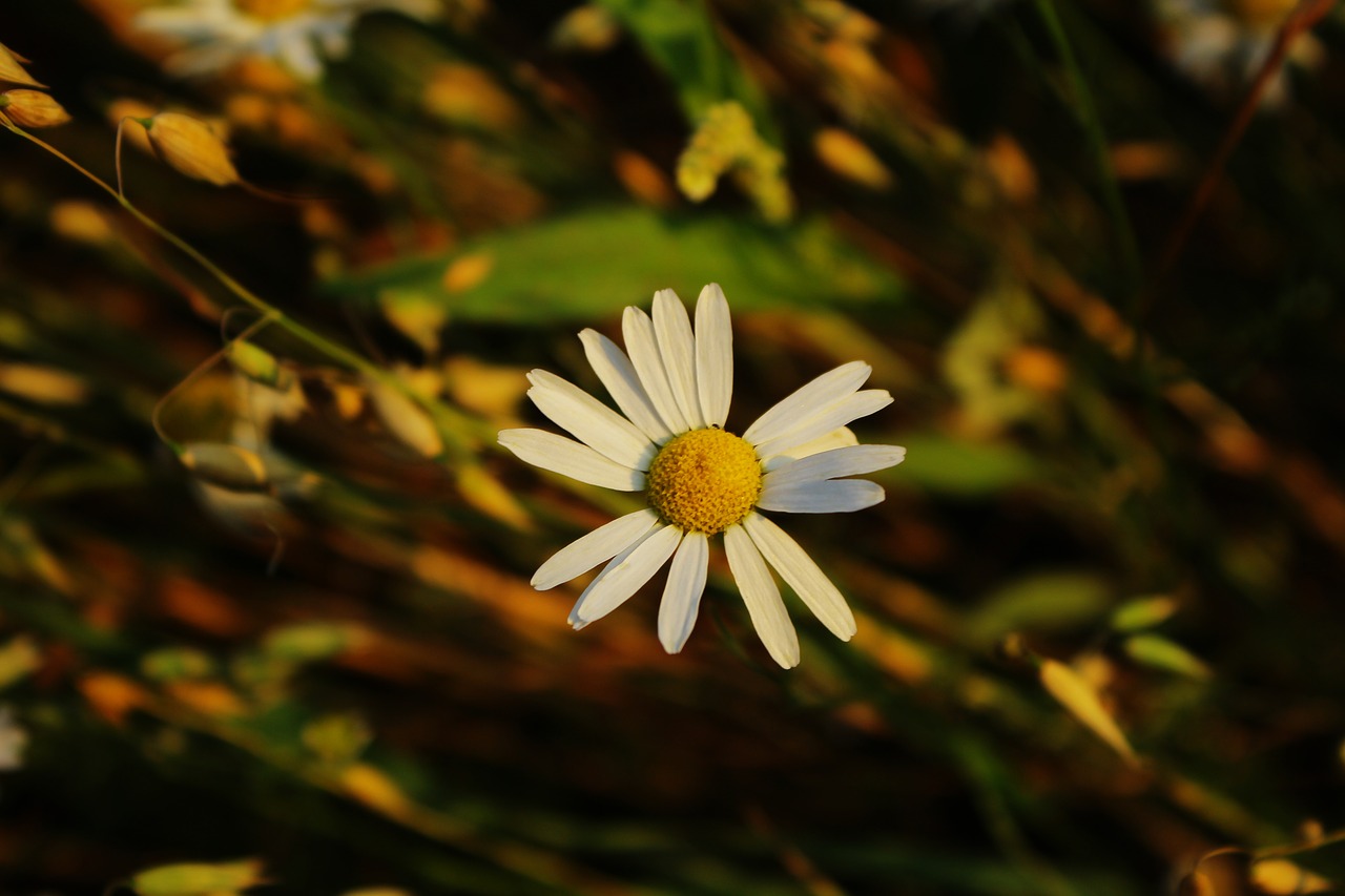 Image - daisy the background village nature