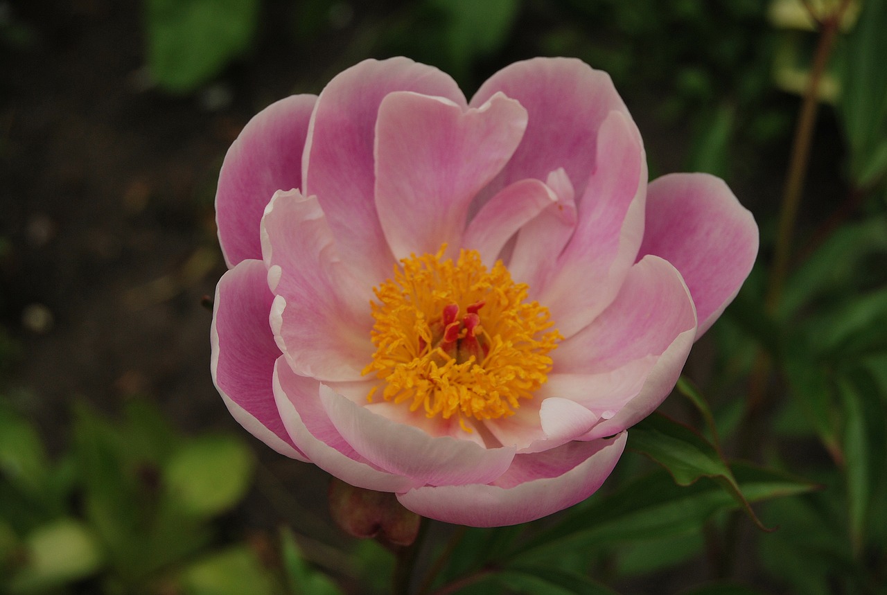 Image - the crimean peony garden flowers