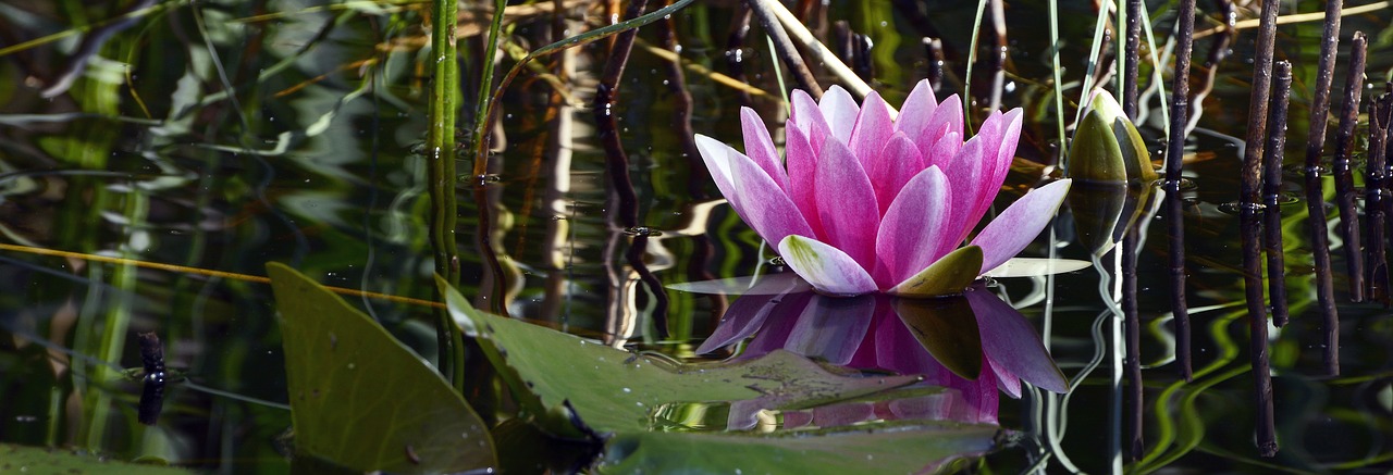 Image - water lily aquatic plant blossom