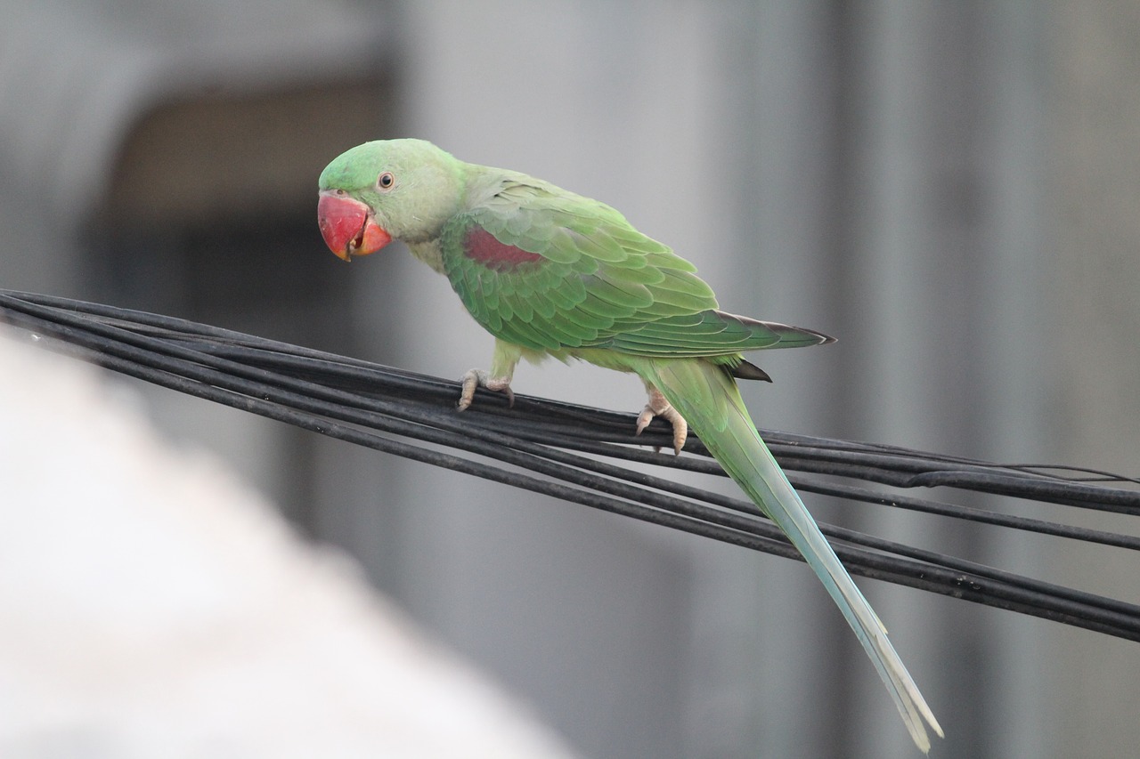 Image - parakeet parrot bird