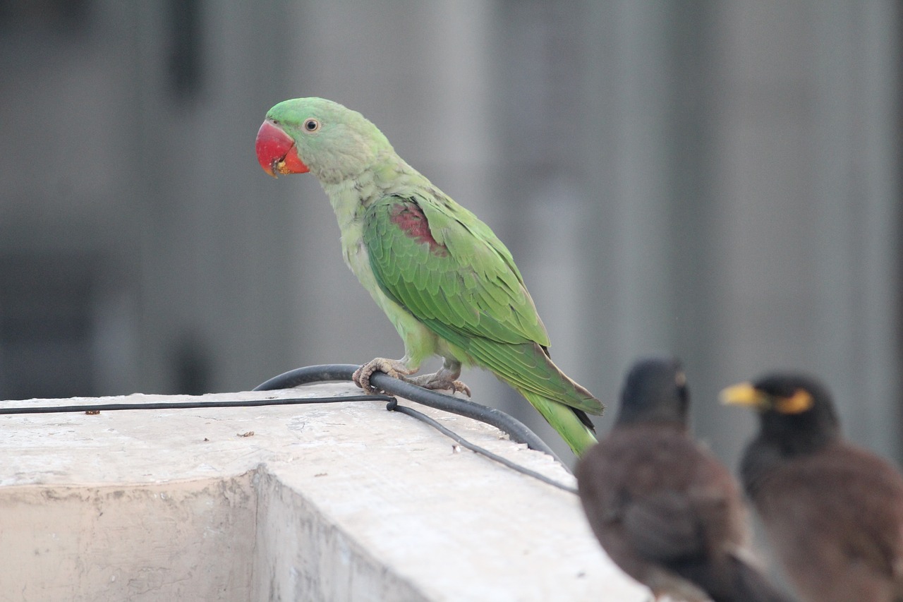 Image - parakeet indian parrot parrot bird