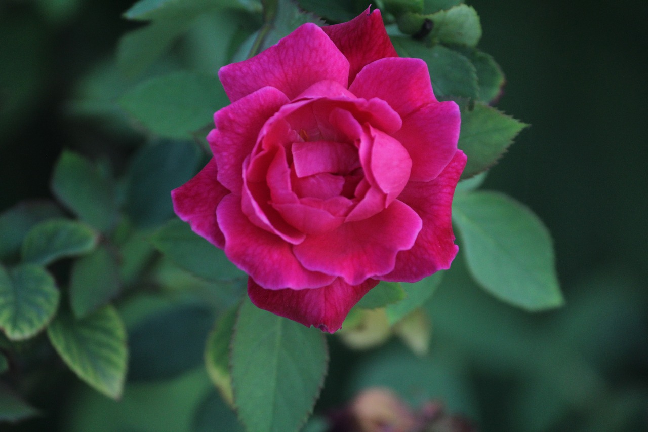 Image - rose indian rose red rose bloom