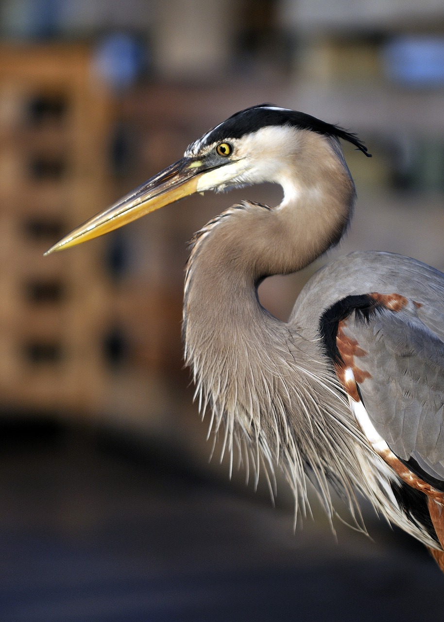 Image - heron bird florida feathers