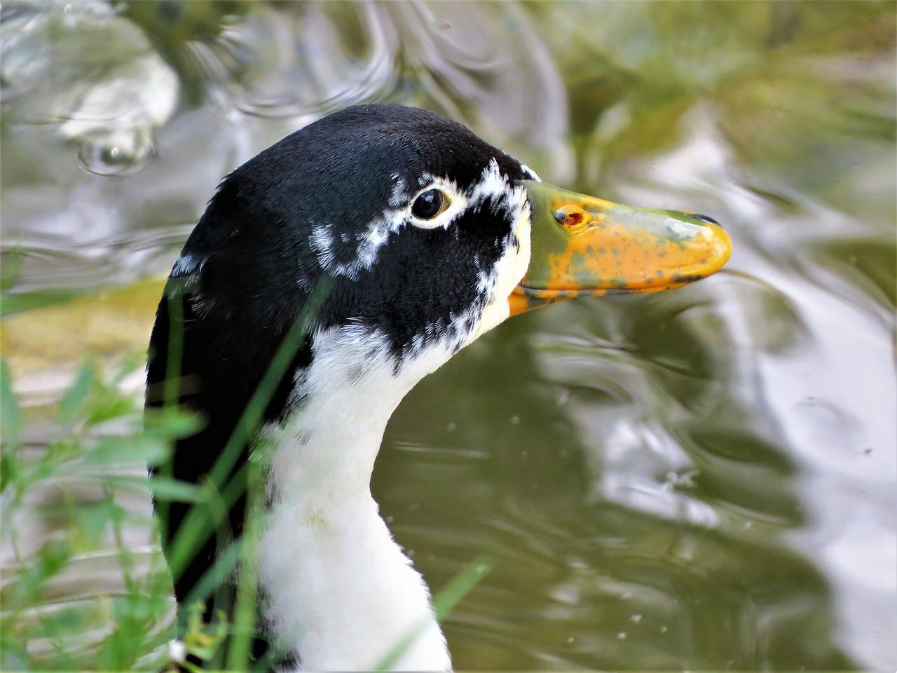 Image - duck water fowl close up wildlife