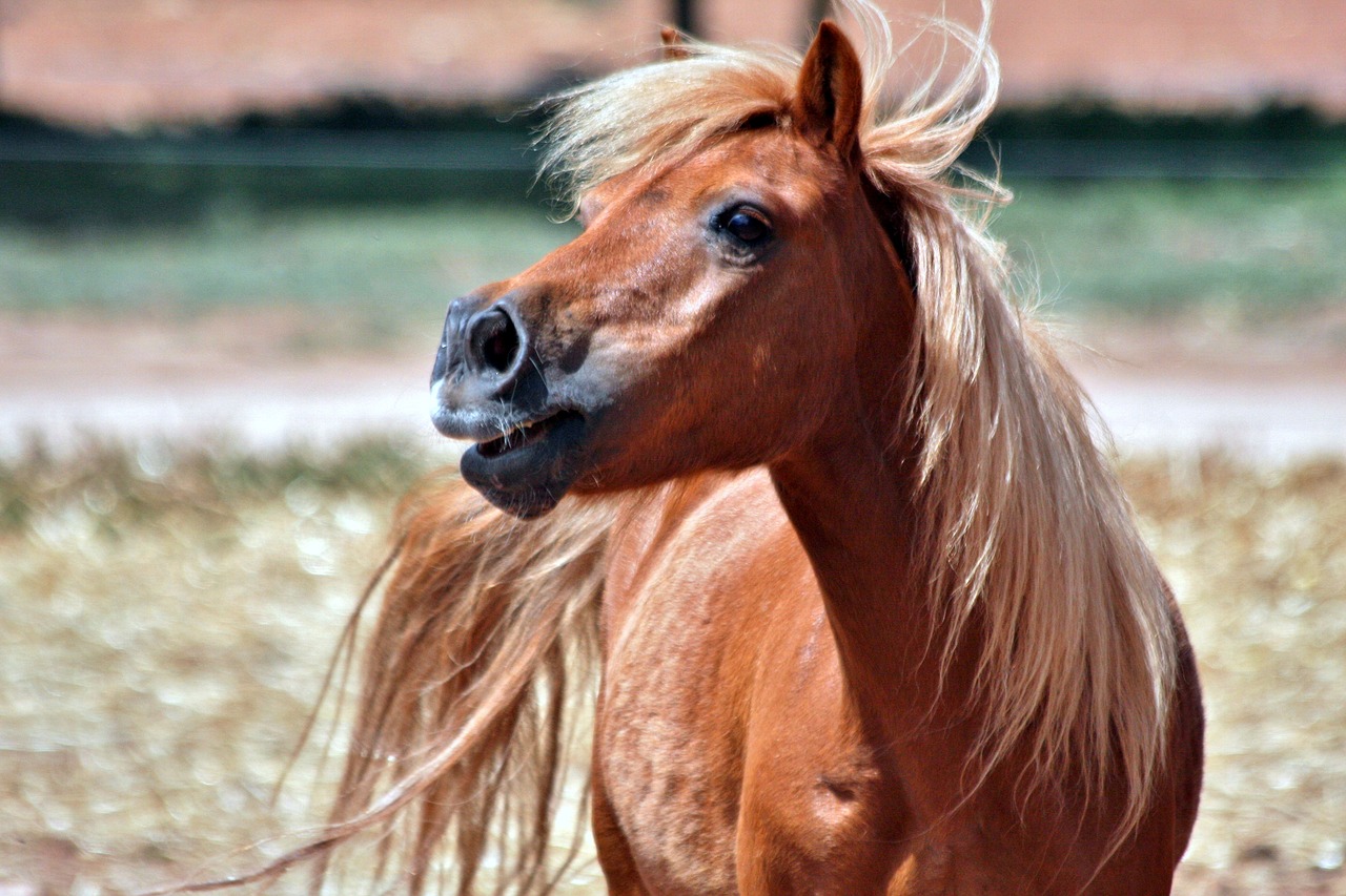 Image - shetland chestnut pony gelding