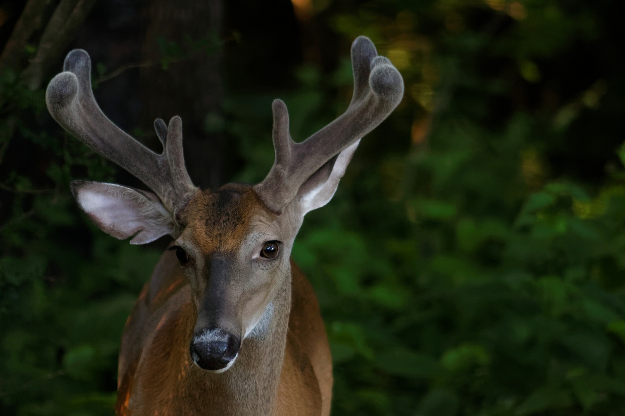 Image - buck whitetail deer antlers male