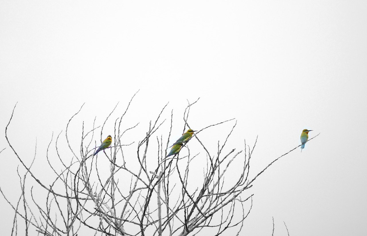 Image - tree trees branch bird birds life