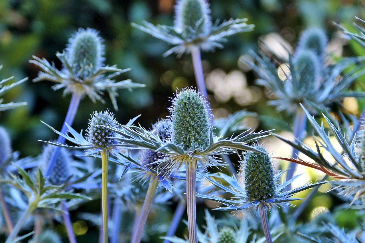 Image - thistle blue thistle bee blue