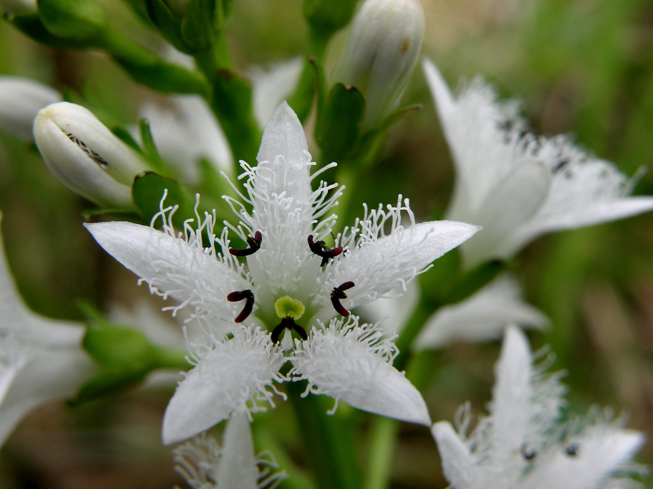 Image - watch a three flower tenderness