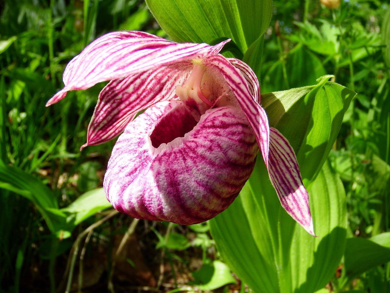 Image - the lady s slipper large flowered