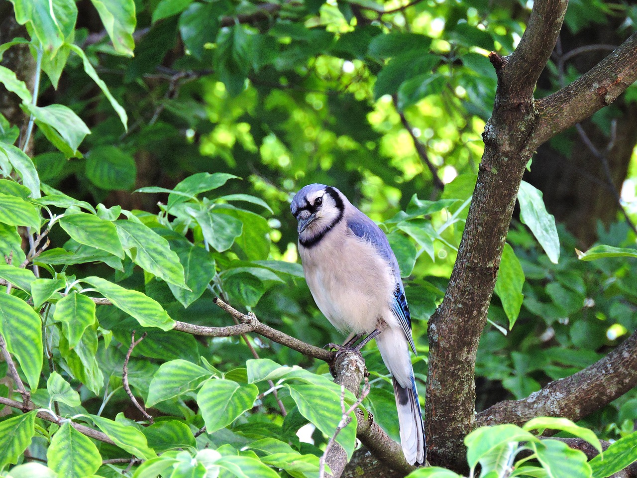 Image - blue jay blue jays bluejay