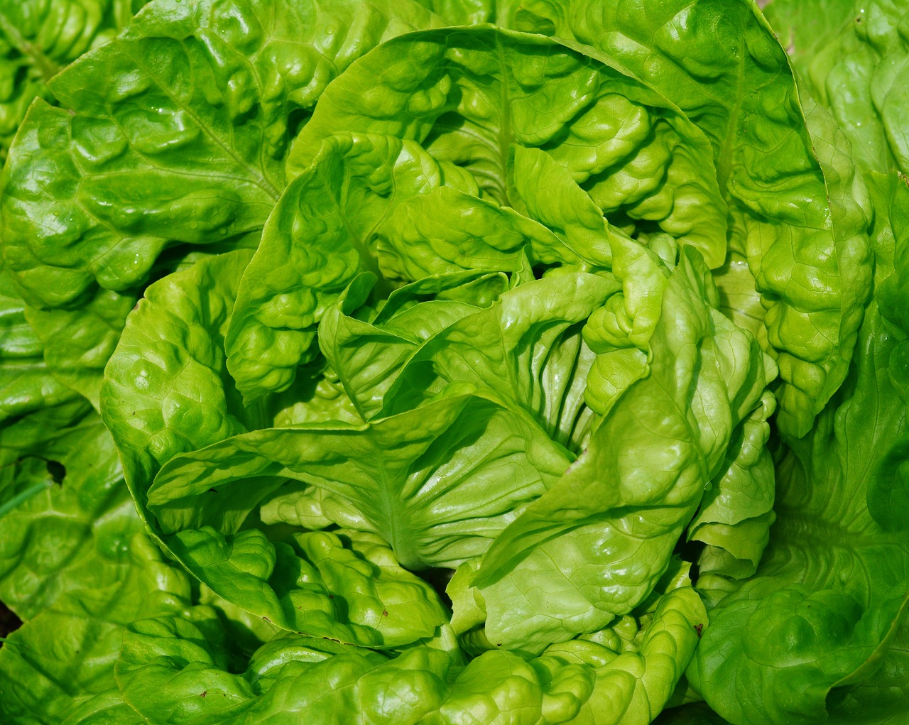 Image - salad green salad garden lettuce