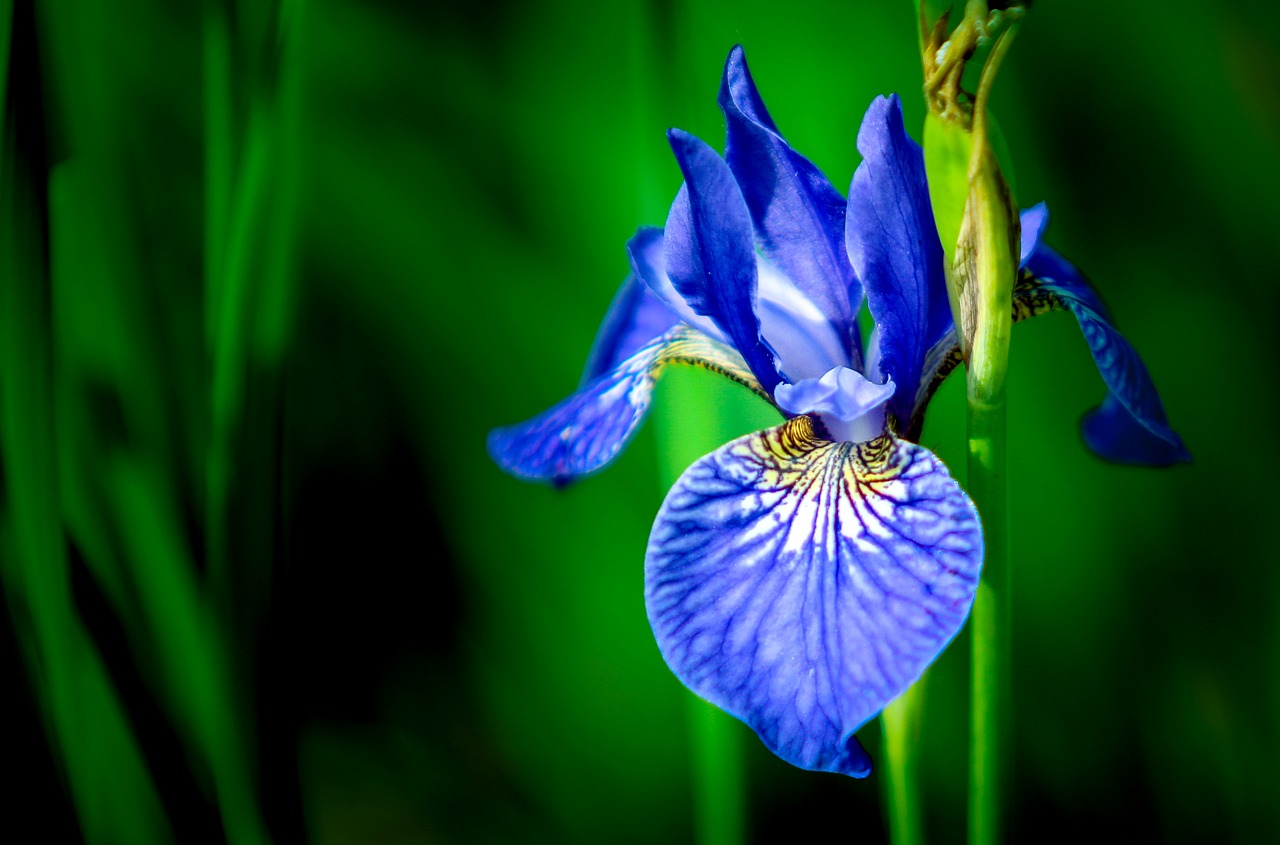 Image - iris flower blue bloom garden