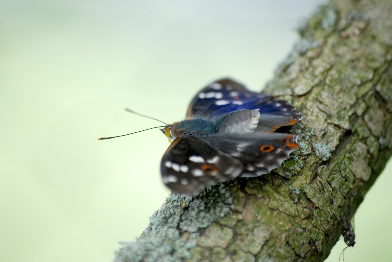 Image - butterfly tree branch green nature