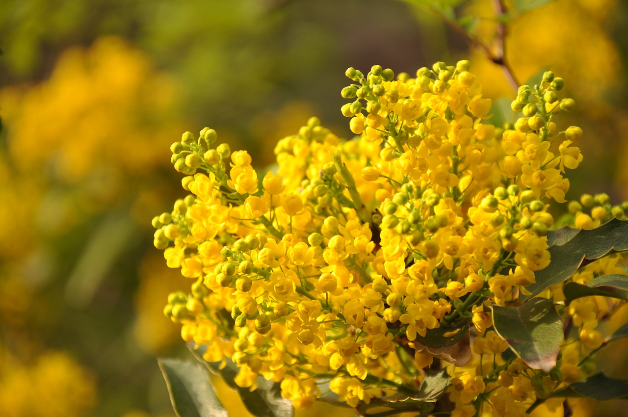 Image - mimosa flower plant park flowers