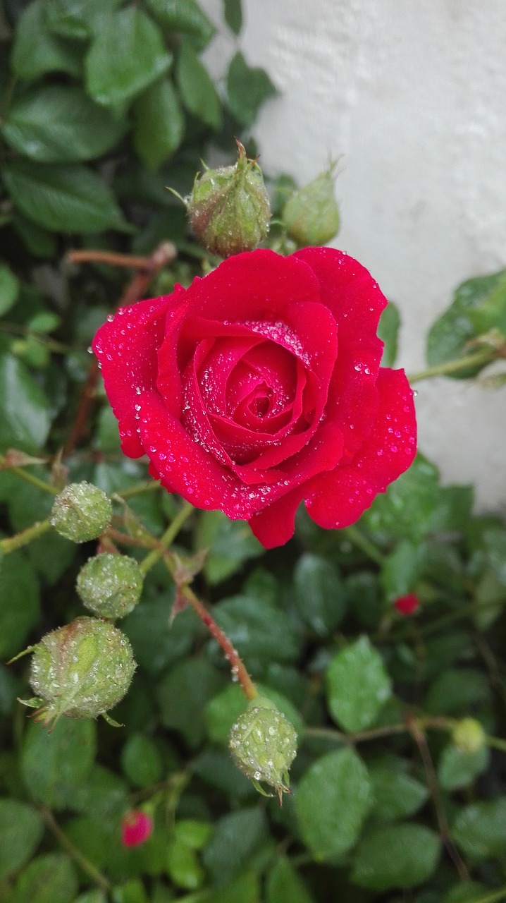 Image - rose waterdrops red petal water