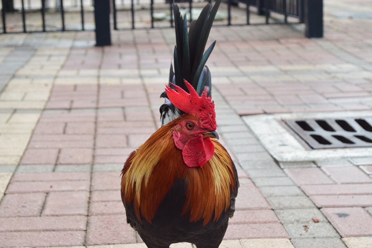 Image - florida gallo key west keys travel