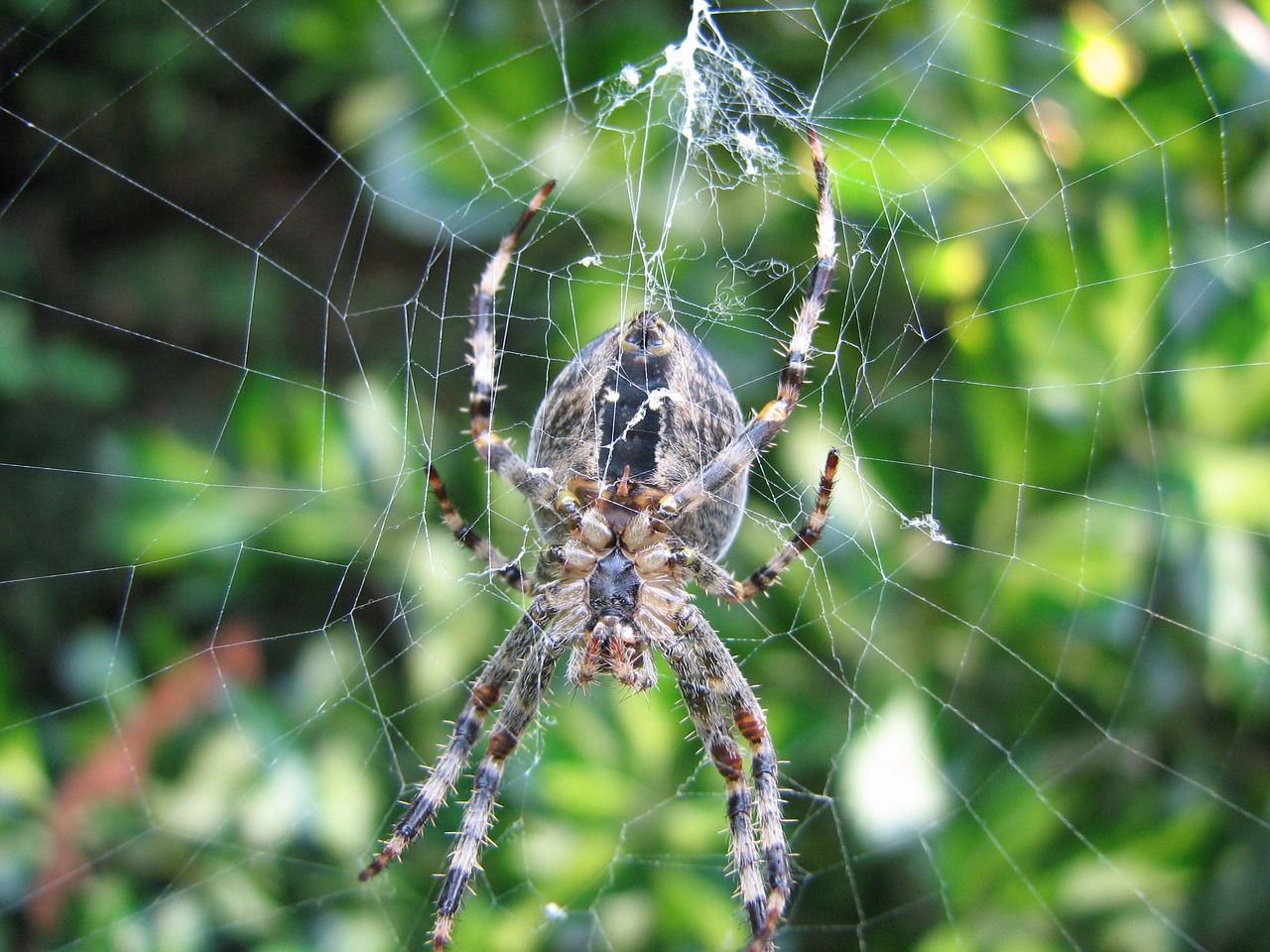 Image - spin web spider web spider animals