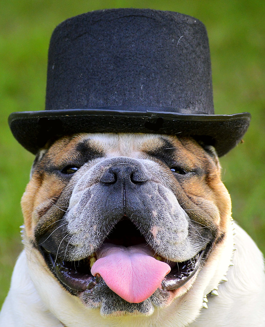 Image - bulldog hat face view portrait