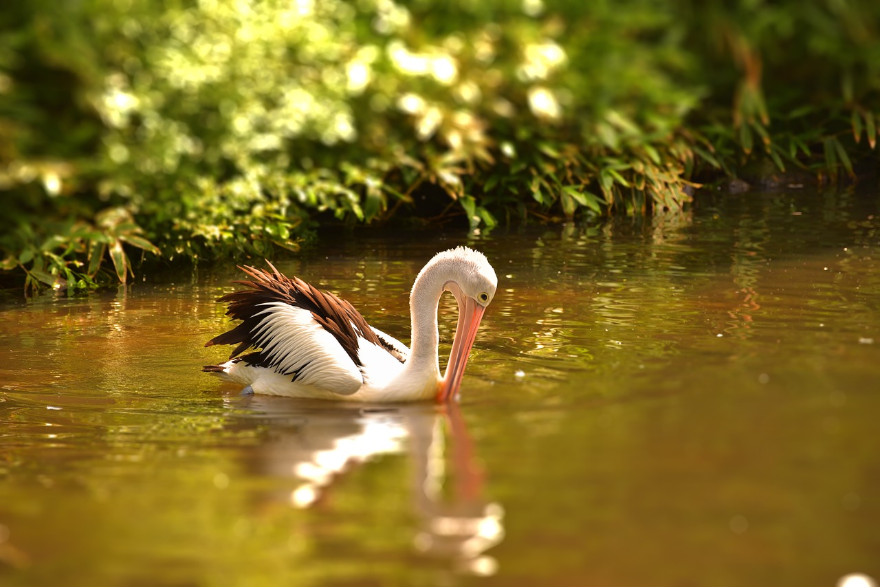 Image - pelikan water bird animal nature