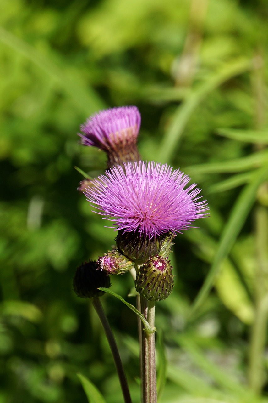 Image - creeping thistle thistle wildflowers