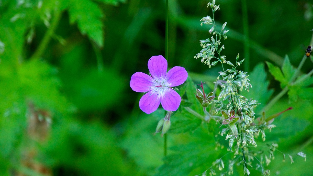 Image - finnish wild flower hay nature