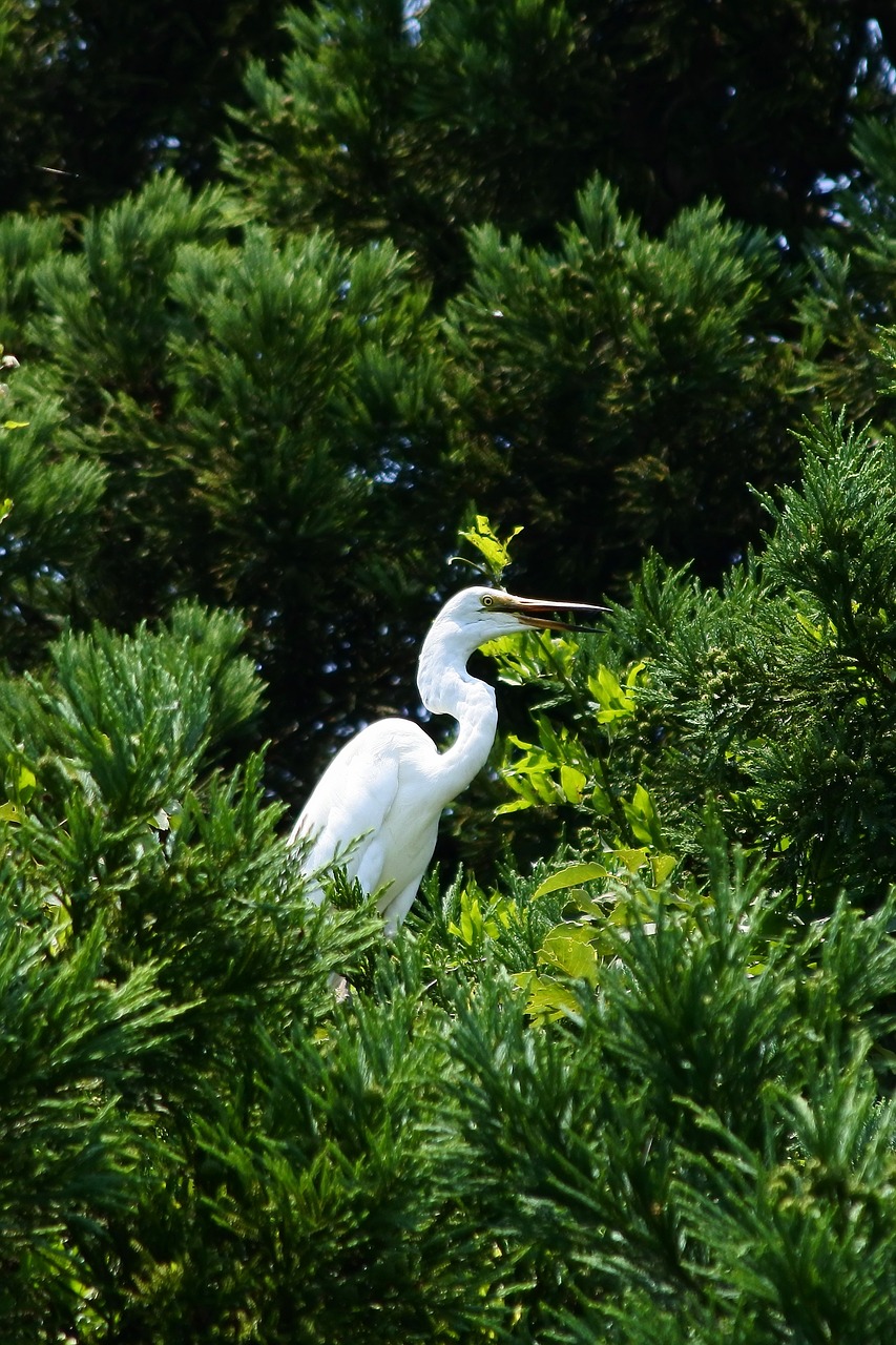 Image - animal heron egret wild birds 鷺山