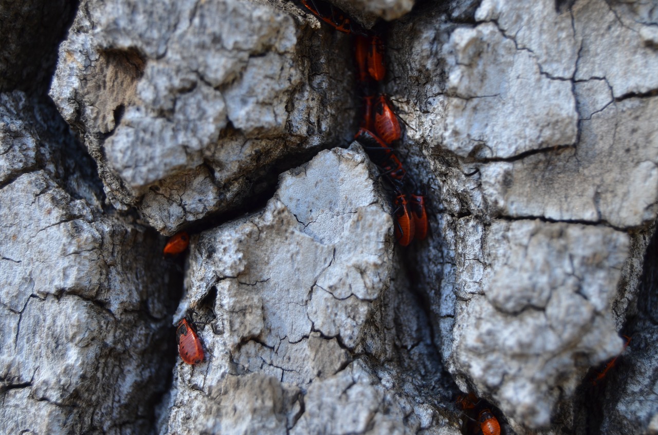 Image - macro red life live nature close