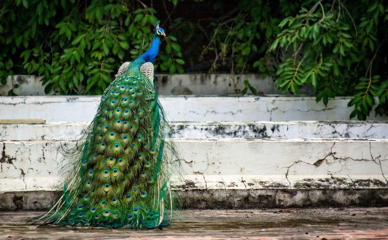 Image - peacock bird plumage feather