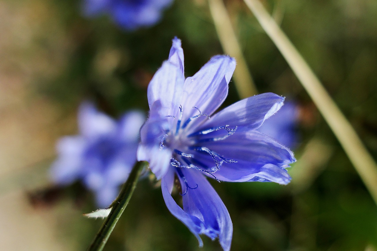 Image - cornflower blue summer blossom