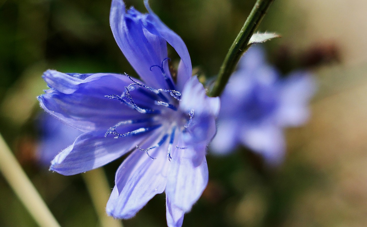 Image - cornflower blue summer blossom