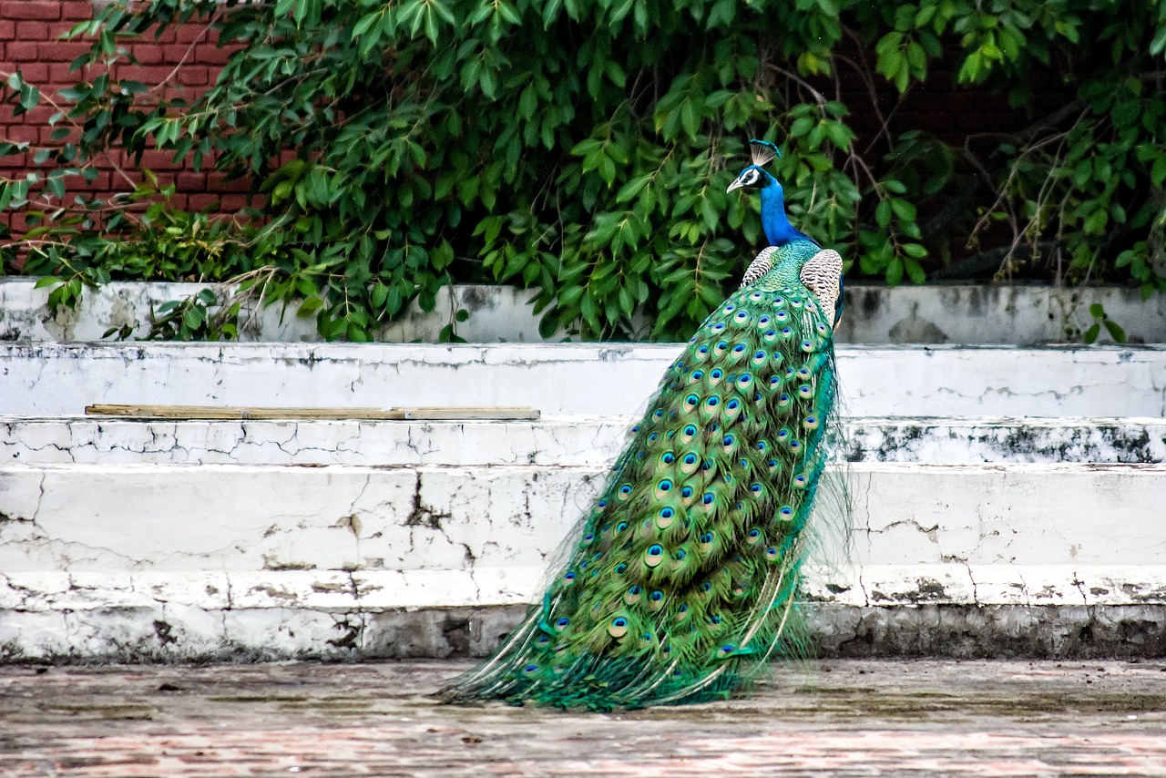 Image - peacock bird plumage feather