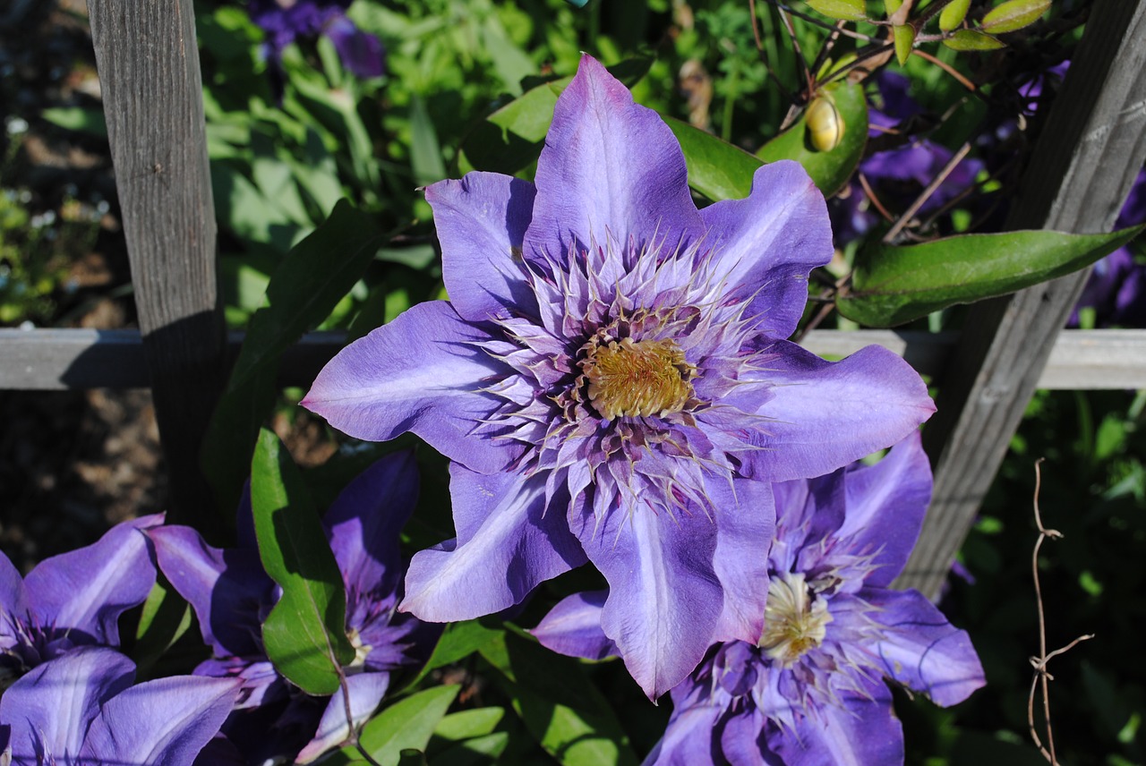 Image - clematis violet flower smart hell