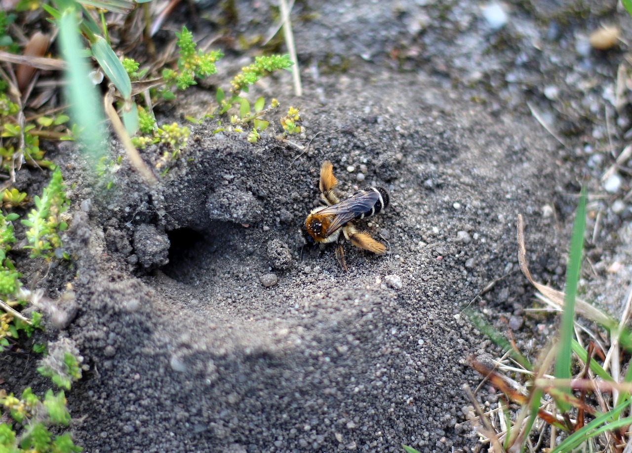 Image - bee pants bee wild bee solitary bee