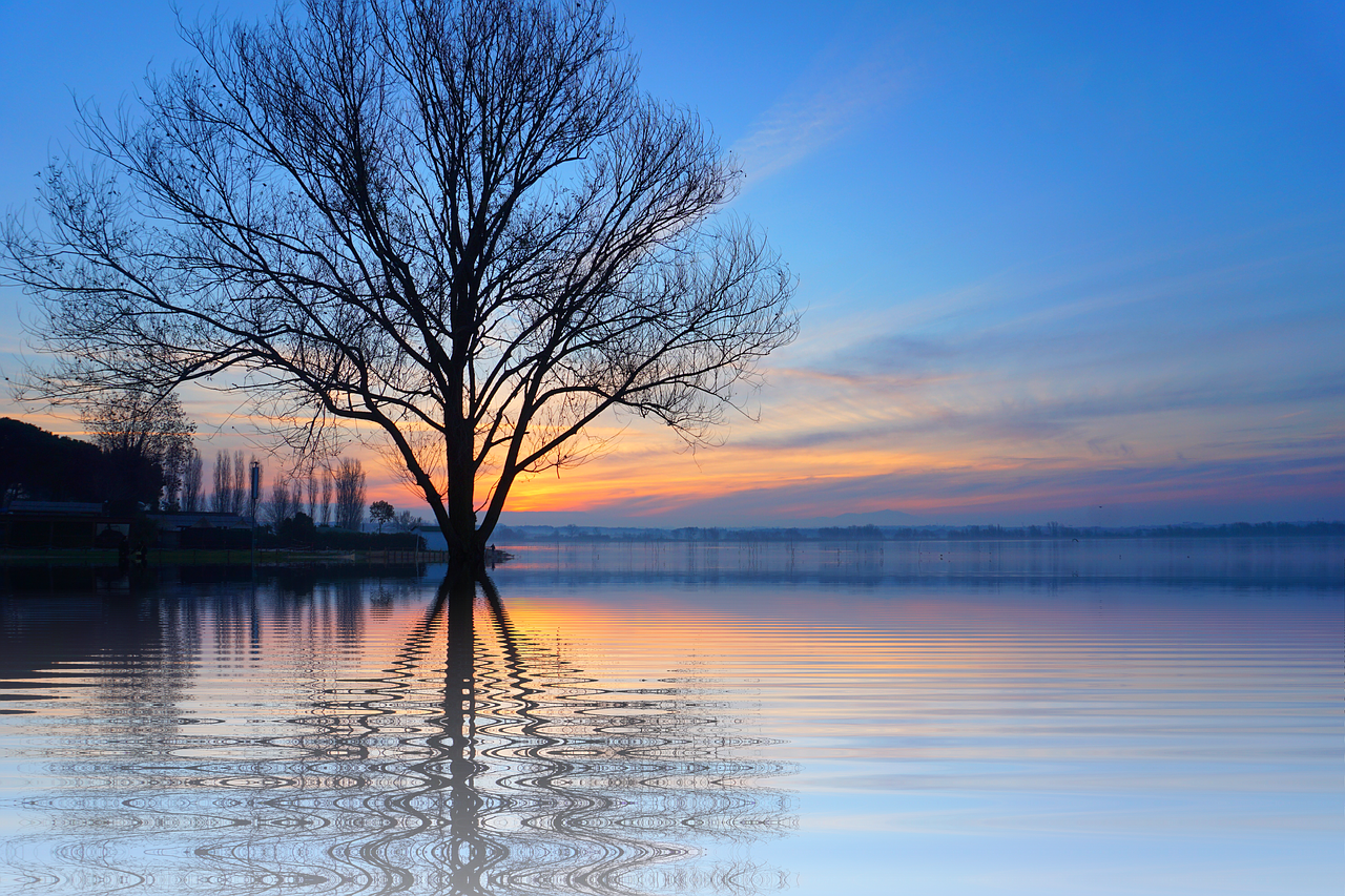 Image - tree lake mirroring isolated