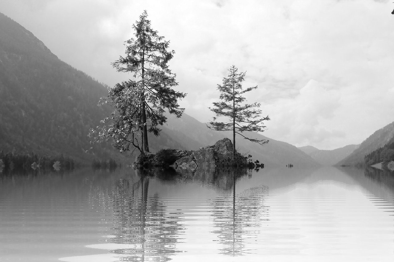 Image - tree lake mirroring isolated