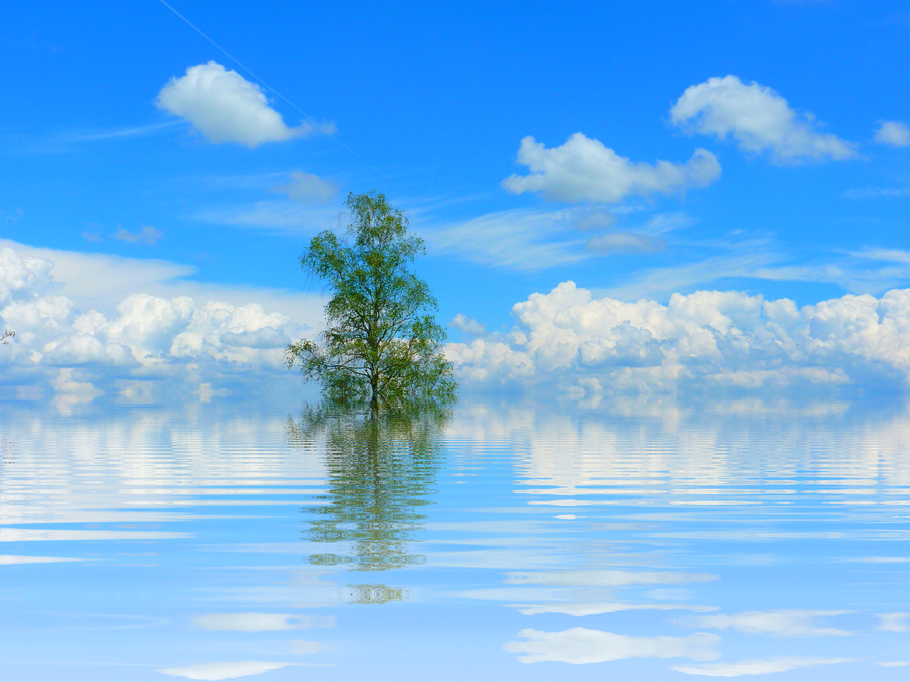 Image - tree lake mirroring isolated