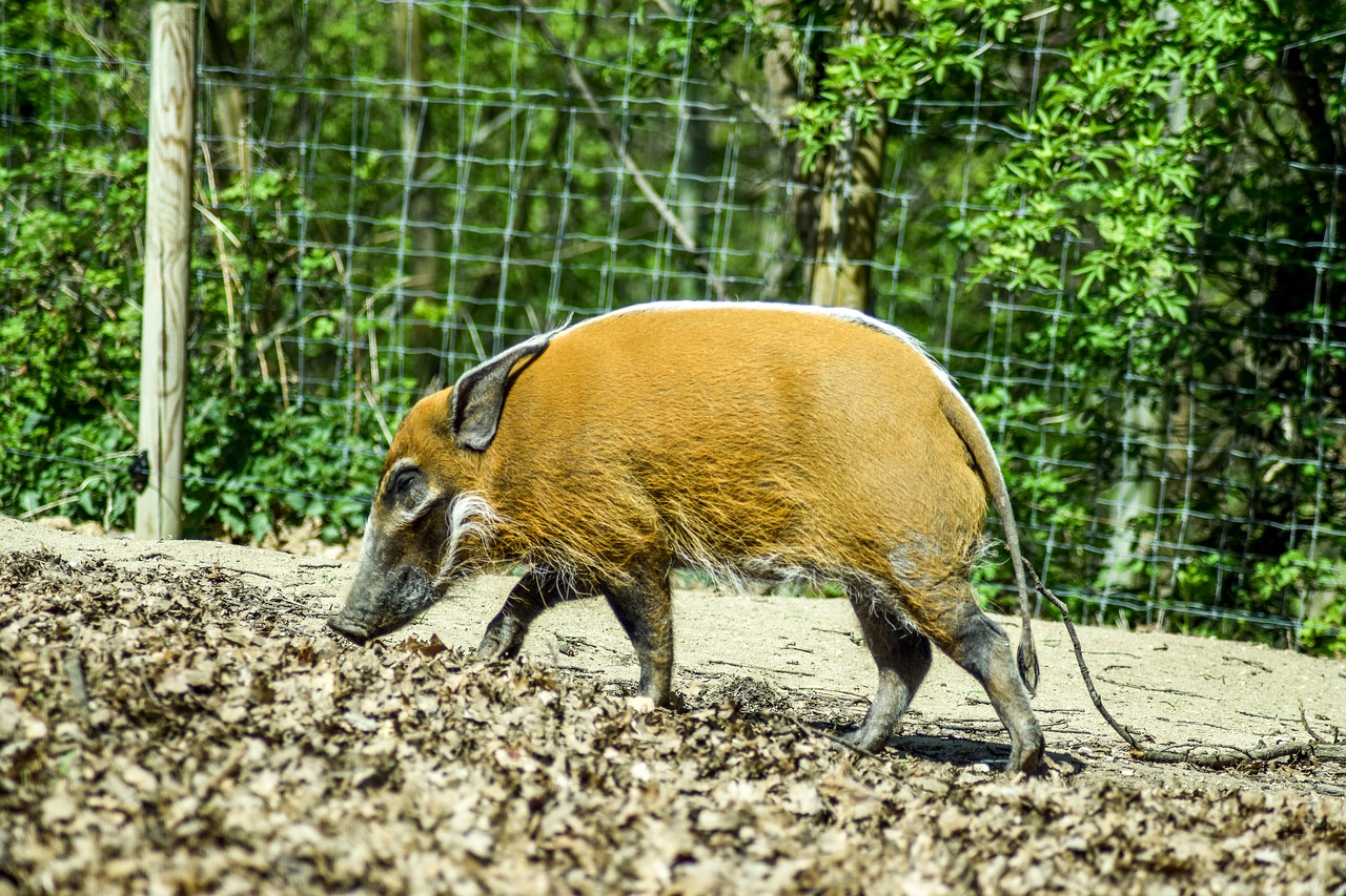 Image - zoo paugres ardeche animals visit
