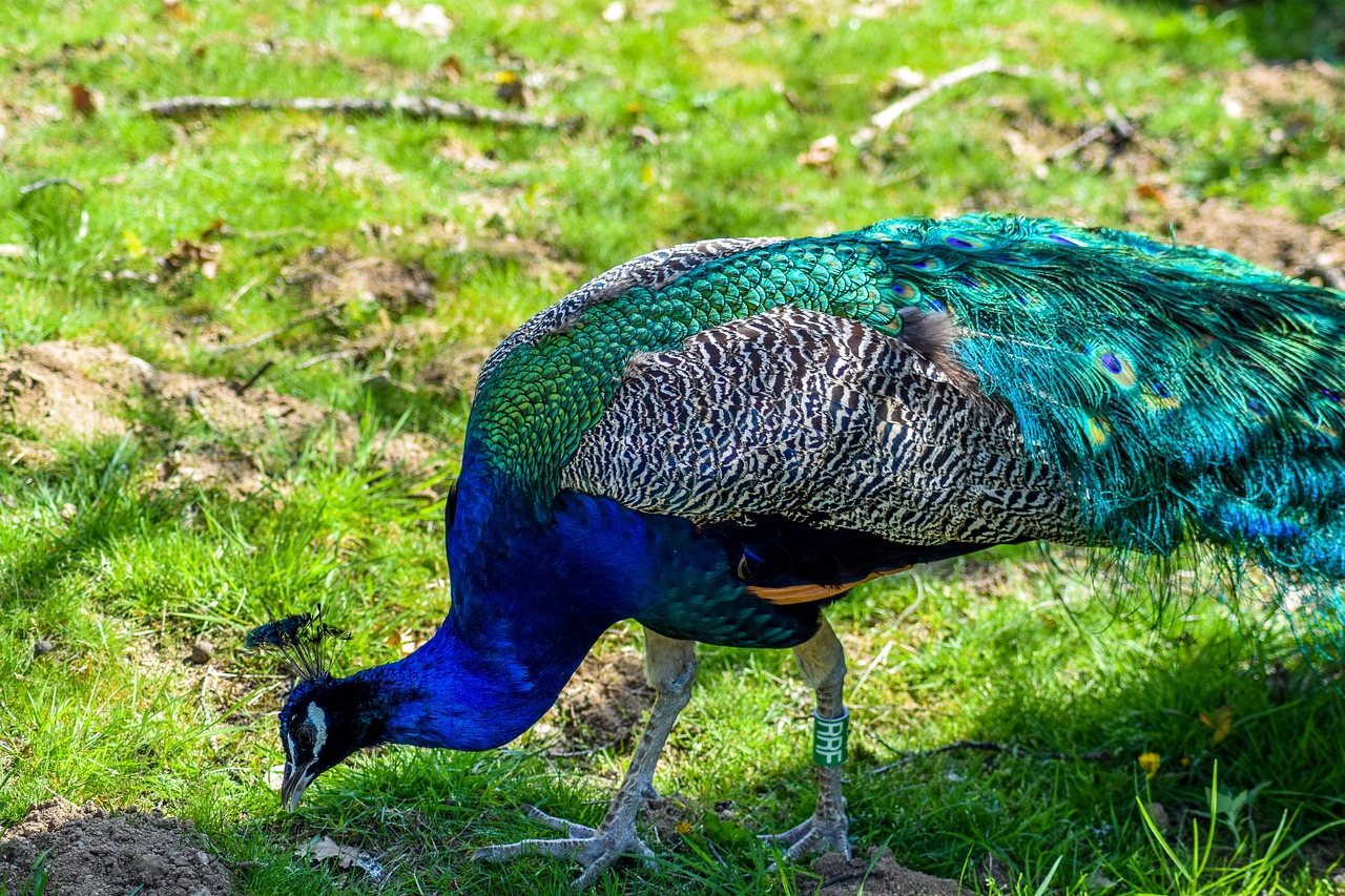 Image - zoo paugres ardeche animals visit