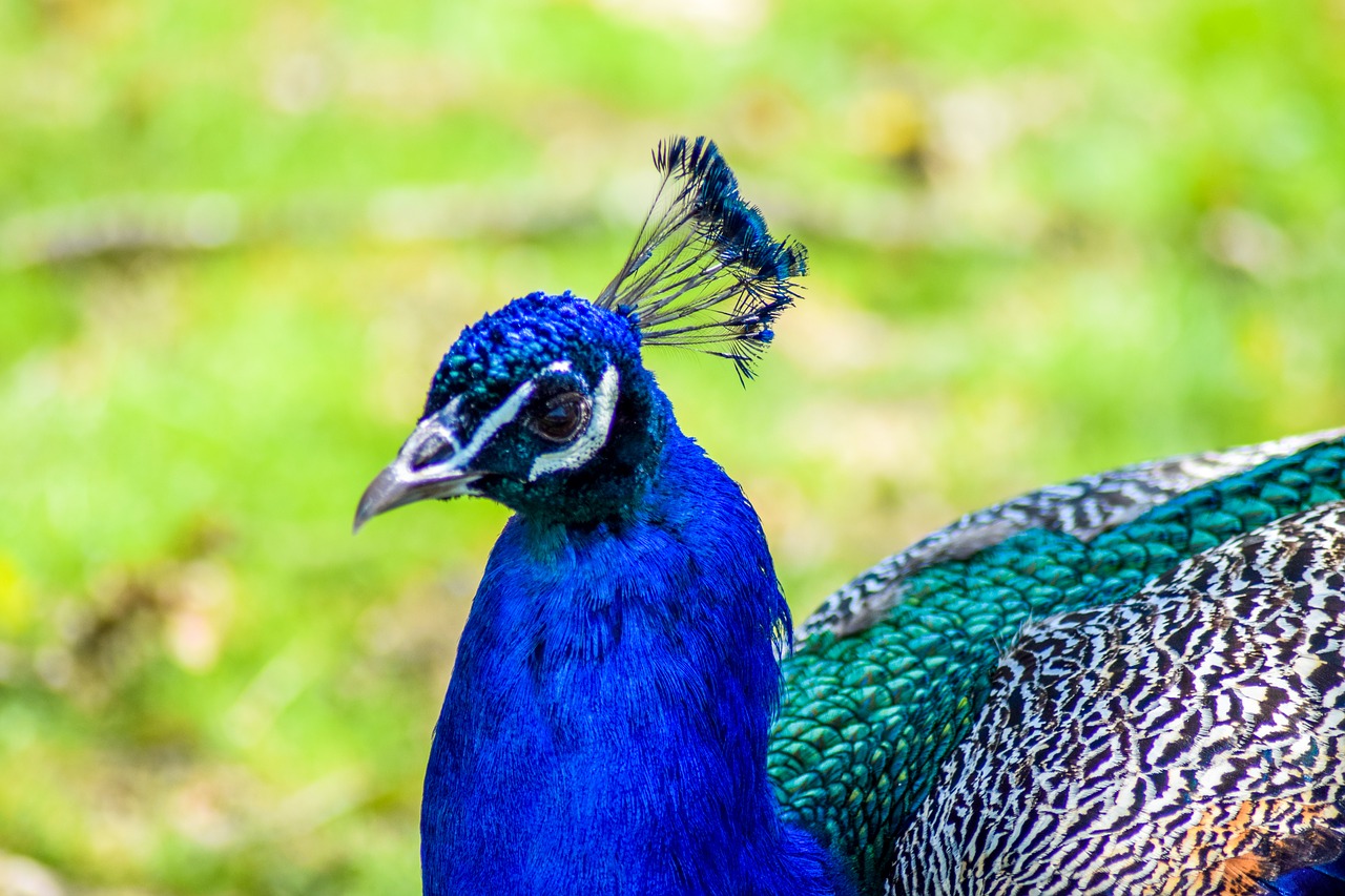 Image - zoo paugres ardeche animals visit