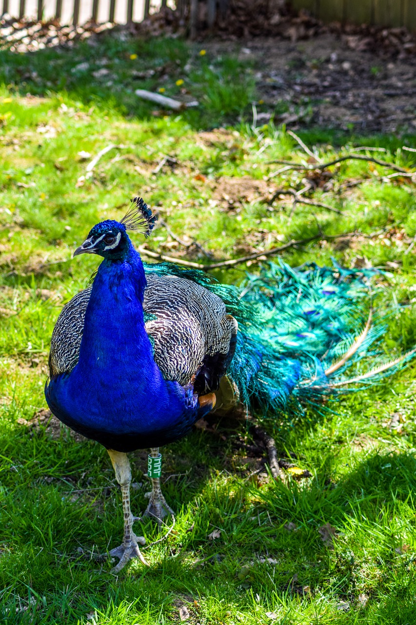 Image - zoo paugres ardeche animals visit