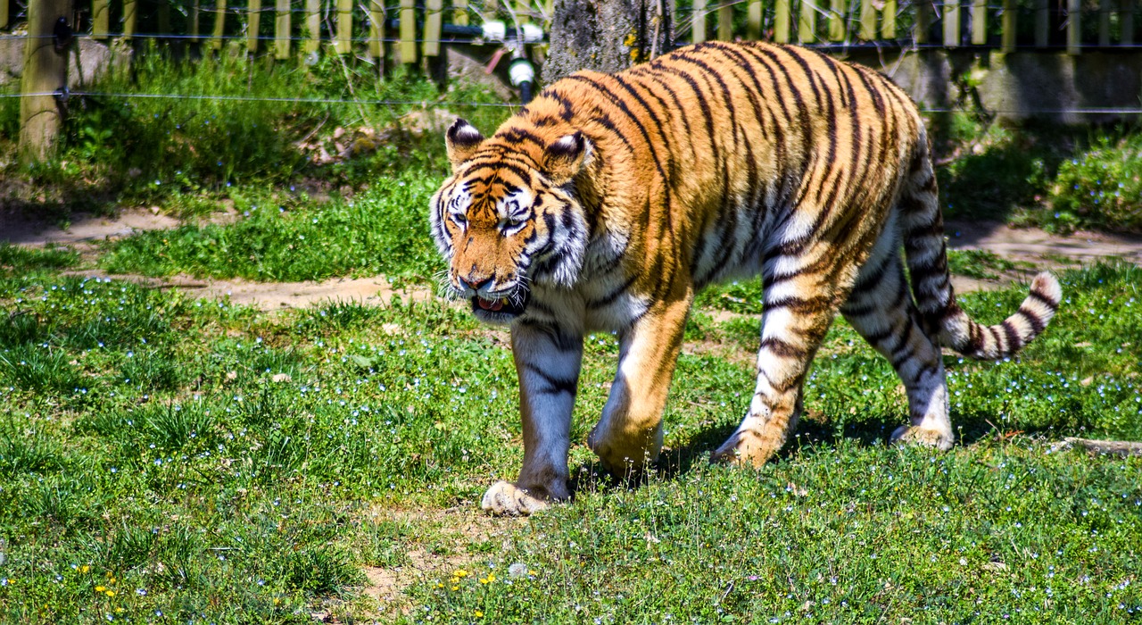 Image - zoo paugres ardeche animals visit