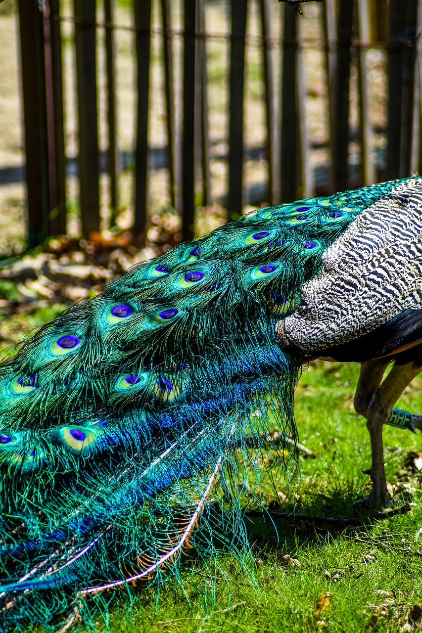 Image - zoo paugres ardeche animals visit