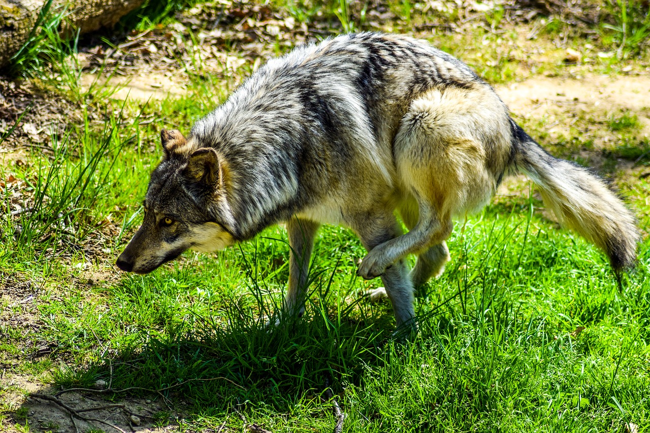 Image - zoo paugres ardeche animals visit