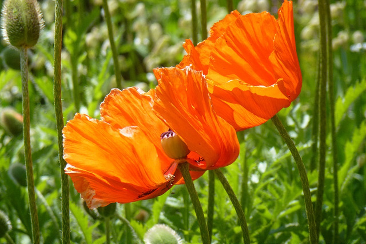 Image - mohn rot mohnblume roter mohn