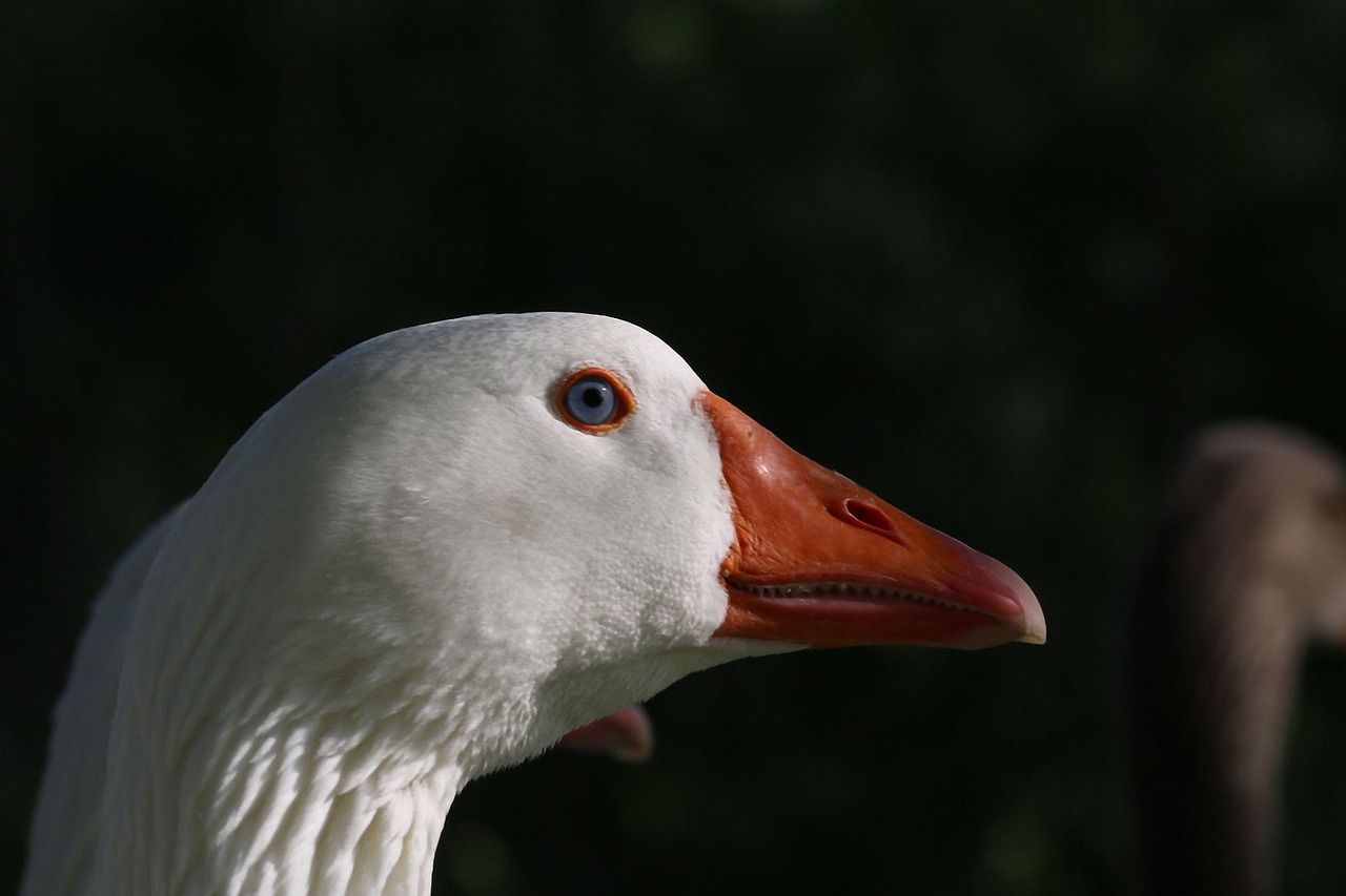 Image - goose white bird animal portrait