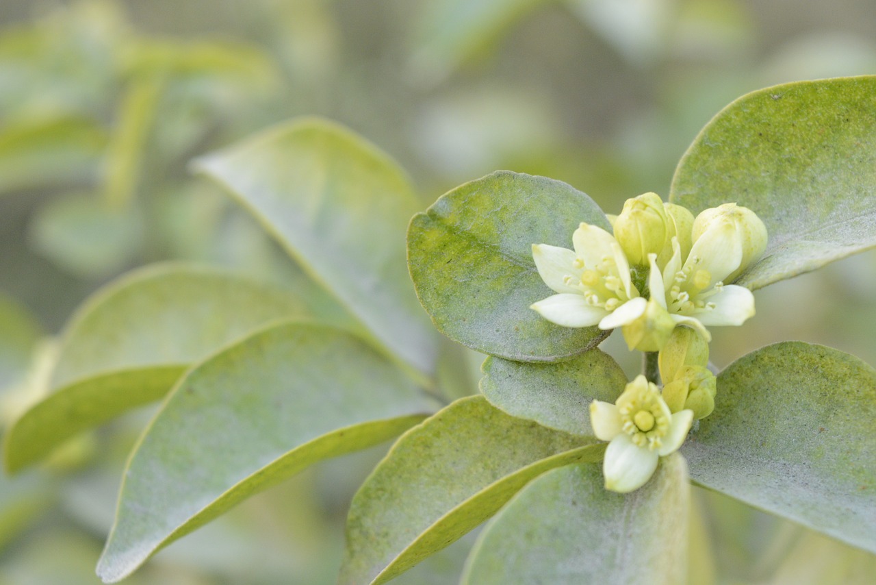 Image - jasmine flowers garden macro