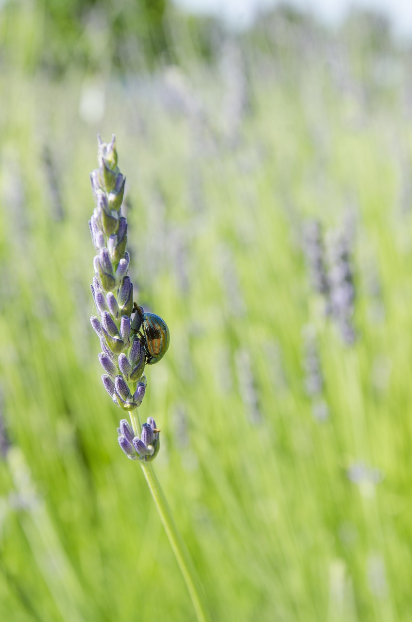 Image - chrysolina americana rosemary beetle